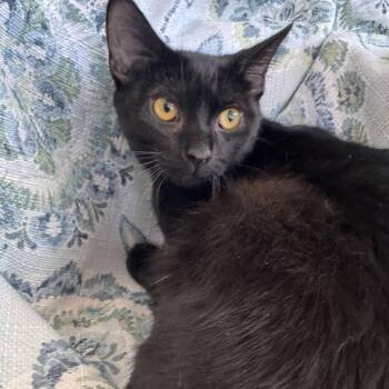 Domestic Short Hair Cats Available for Adoption in Eaton Rapids, Michigan - Beatrice The Brave (FIV+) 56034 | PetCurious