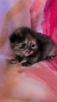 Domestic Short Hair Cats Available for Adoption - Roma | PetCurious