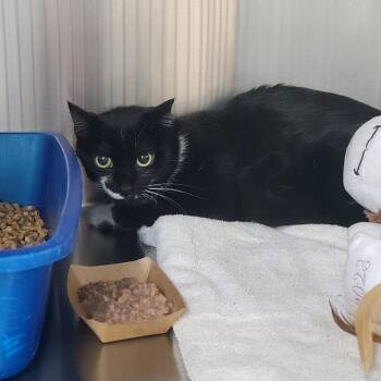 Domestic Short Hair Cats Available for Adoption in Russellville, Kentucky - Star | PetCurious