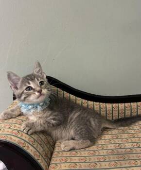 Pika -  Domestic Short Hair Cat for Adoption in Picayune, Mississippi - Pika | PetCurious