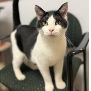 Jar -  Domestic Short Hair Cat for Adoption in Madison, Wisconsin - Jar | PetCurious