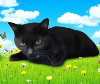 Rescue Domestic Short Hair Cats for Adoption in Sullivan, Indiana - Leigh | PetCurious