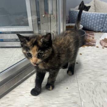 Nia -  Domestic Short Hair Cat for Adoption in Binghamton, New York - Nia | PetCurious