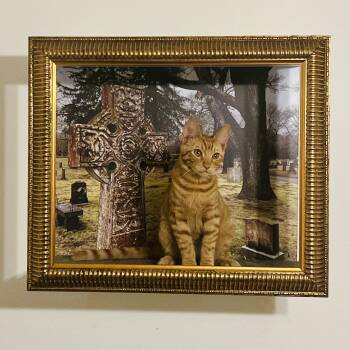 Cheeto -  Domestic Short Hair Cat for Adoption in Los Angeles, California - Cheeto | PetCurious