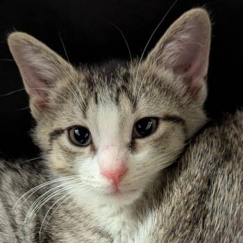 Mariah -  Domestic Short Hair Cat for Adoption in Pittsburgh, Pennsylvania - Mariah | PetCurious