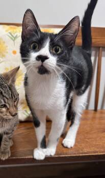 Jack & Dakota BONDED - Located in NE now -  Domestic Short Hair and Russian Blue Cat for Adoption in Boca Raton, Florida - Jack & Dakota BONDED - Located In NE Now | PetCurious