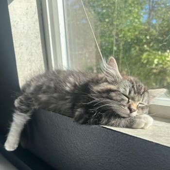 Rescue Domestic Long Hair Cats for Adoption in Pendleton, Oregon - True | PetCurious