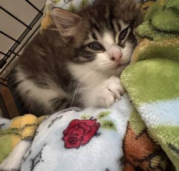 Domestic Long Hair Cats Available for Adoption - Ellie | PetCurious