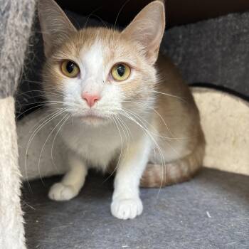 Domestic Short Hair Cats Available for Adoption in Richland Center, Wisconsin - Esther | PetCurious