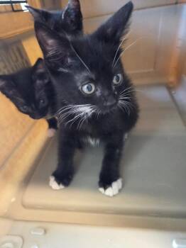 Iggy -  Domestic Short Hair Cat for Adoption in Bossier City, Louisiana - Iggy | PetCurious
