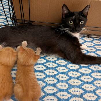 Betsy -  Domestic Short Hair Cat for Adoption in Durham, North Carolina - Betsy | PetCurious