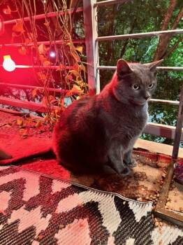 Rescue Russian Blue Cats for Adoption in Atlanta, Georgia - Blue | PetCurious