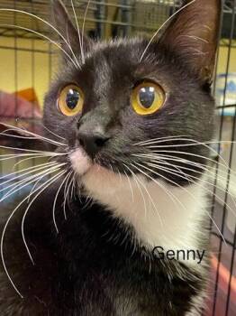 Genny - Center -  Domestic Medium Hair Cat for Adoption in Oakland Park, Florida - Genny - Center | PetCurious