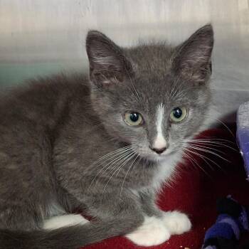 Domestic Medium Hair Cats Available for Adoption in Lakeland, Florida - Wizard | PetCurious