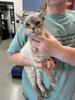 PollyAnna -  Domestic Short Hair Cat for Adoption in Chattanooga, Tennessee - PollyAnna | PetCurious