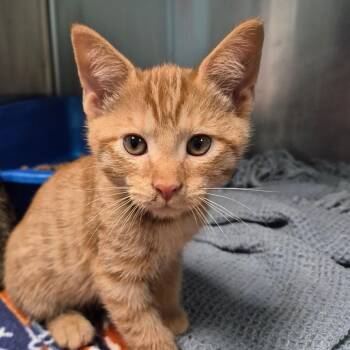 Ferdinand -  Domestic Short Hair Cat for Adoption in Oak Ridge, Tennessee - Ferdinand | PetCurious