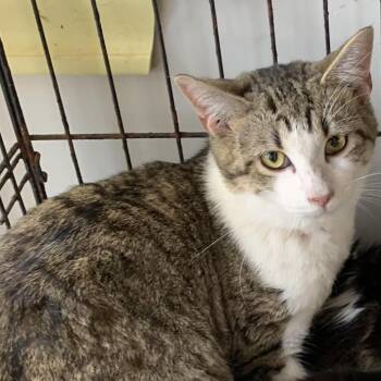 Domestic Short Hair Cats Available for Adoption in Hearne, Texas - Fern | PetCurious