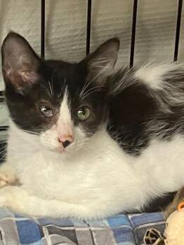 Marie -  Domestic Short Hair Cat for Adoption in Lunenburg, Massachusetts - Marie | PetCurious