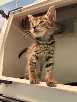 JEREMY -  Domestic Short Hair Cat for Adoption in Dallas, Texas - JEREMY | PetCurious