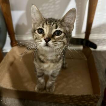 Mipha -  Domestic Short Hair Cat for Adoption in Richmond, Virginia - Mipha | PetCurious