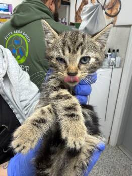 Earth -  Domestic Short Hair Cat for Adoption in Pomona, New York - Earth | PetCurious