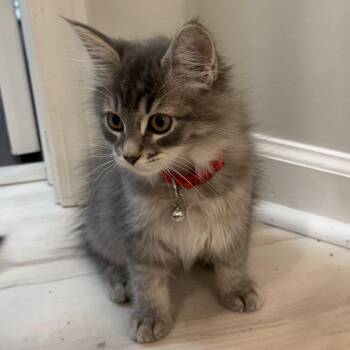 Pascal - Red -  Domestic Long Hair and Domestic Short Hair Cat for Adoption in Greenfield, Indiana - Pascal - Red | PetCurious
