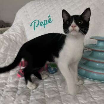 Pepé #brother-of-Peluchín -  Tuxedo and Domestic Short Hair Cat for Adoption in Houston, Texas - Pepé #brother-of-Peluchín | PetCurious