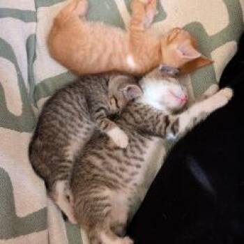 Gimli -  Domestic Short Hair Cat for Adoption in San Antonio, Texas - Gimli | PetCurious