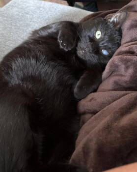 Trusty Trinket -  Domestic Short Hair Cat for Adoption in Alexandria, Virginia - Trusty Trinket | PetCurious