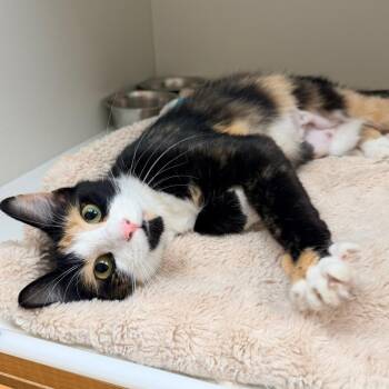 Patunga -  Domestic Short Hair Cat for Adoption in Champaign, Illinois - Patunga | PetCurious
