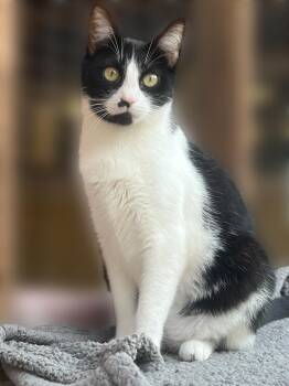 Cats for Adoption - Aster (bonded With Orchid) | PetCurious