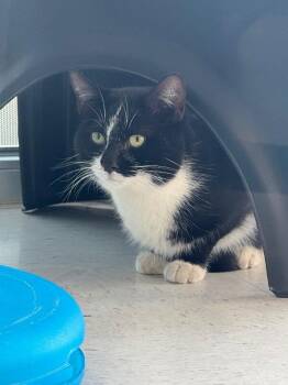 Domestic Short Hair Cats Available for Adoption - Johnny Cat | PetCurious