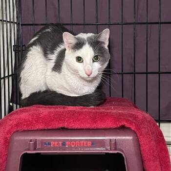 Rescue Domestic Short Hair Cats for Adoption - Jario | PetCurious