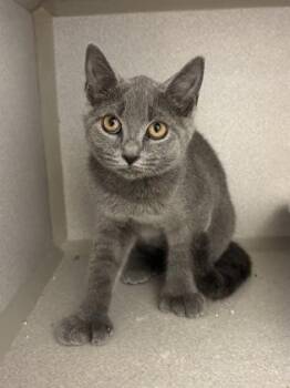 Matilda -  Domestic Short Hair Cat for Adoption in East Brookfield, Massachusetts - Matilda | PetCurious