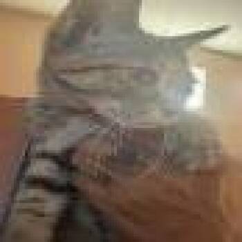 Merb -  Domestic Short Hair Cat for Adoption in Pasadena, California - Merb | PetCurious