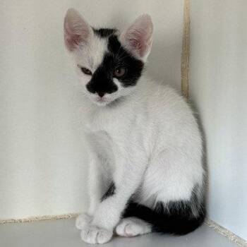 Angel (bonded w/ Lulu) -  Domestic Short Hair Cat for Adoption in Oakland, California - Angel (bonded W/ Lulu) | PetCurious