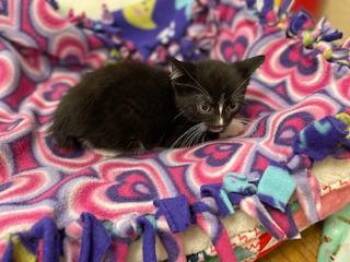 Rescue Tuxedo Cats for Adoption in Parlier, California - Bulbasaur | PetCurious