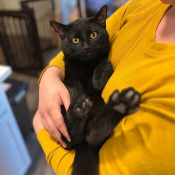 Domestic Short Hair Cats Available for Adoption - Luke | PetCurious