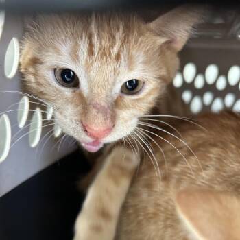 BARNABUS -  Domestic Short Hair Cat for Adoption in Greensboro, North Carolina - BARNABUS | PetCurious