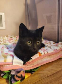 Hesitation -  Domestic Short Hair Cat for Adoption in Morristown, New Jersey - Hesitation | PetCurious
