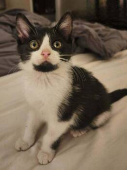 Max -  Domestic Short Hair Cat for Adoption - Max | PetCurious