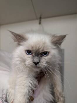 Wilnemina -  Ragdoll Cat for Adoption in Plymouth, Connecticut - Wilnemina | PetCurious