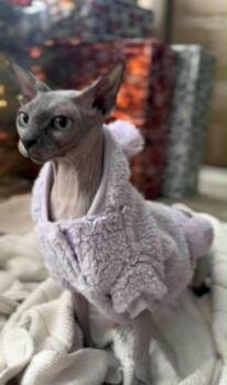 Sphynx Hairless Cat Cats Available for Adoption - Nila | PetCurious