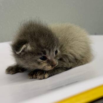 Neo -  Domestic Short Hair Cat for Adoption in Tampa, Florida - Neo | PetCurious
