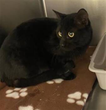 A122315 -  Domestic Short Hair Cat for Adoption in West Valley City, Utah - A122315 | PetCurious