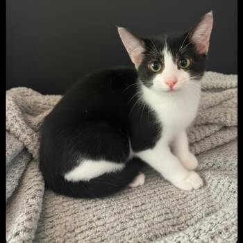 Dotti -  Domestic Long Hair Cat for Adoption in Warrensburg, Missouri - Dotti | PetCurious