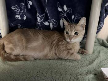 Domestic Short Hair Cats Available for Adoption in Tustin, California - PEARL | PetCurious