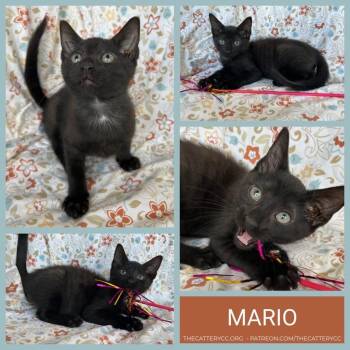 Domestic Short Hair Cats Available for Adoption in Corpus Christi, Texas - Mario | PetCurious