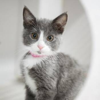 Matcha -  Domestic Short Hair Cat for Adoption in Atlanta, Georgia - Matcha | PetCurious