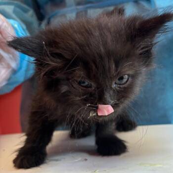 Pixel -  Domestic Long Hair Cat for Adoption in Newark, New Jersey - Pixel | PetCurious